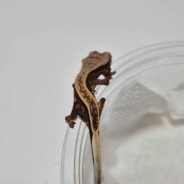 풀핀 다크 엠티백