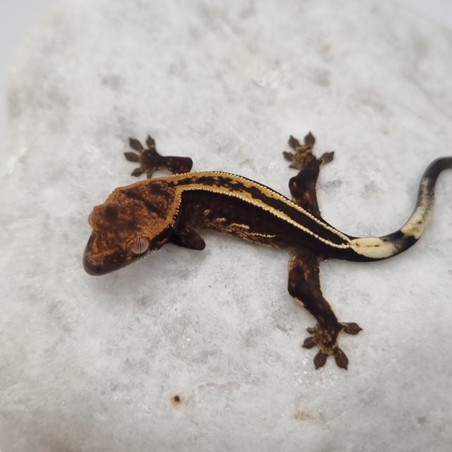 블랙 풀핀 슈퍼스트라이프 엠티백