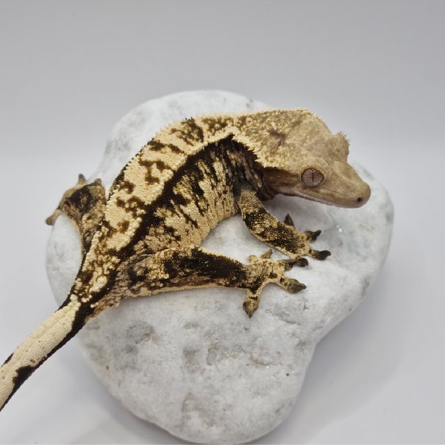 바브 텐저린 트라이 익스트림할리퀸