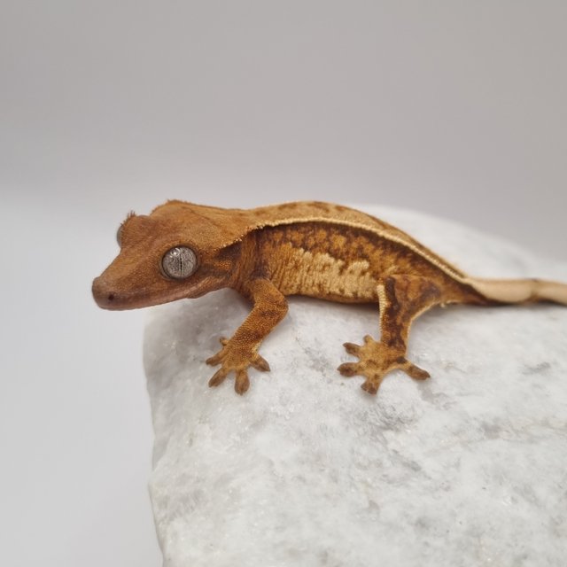 노멀 텐저린 풀핀 쿼드 드리피 화이트스팟