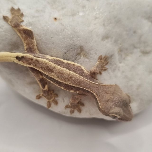 프라푸치노