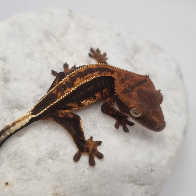 로키 다크 풀핀 슈퍼스트라이프 엠티백