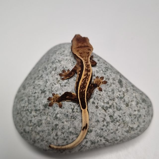 오닉스 블랙 풀핀 엠티백