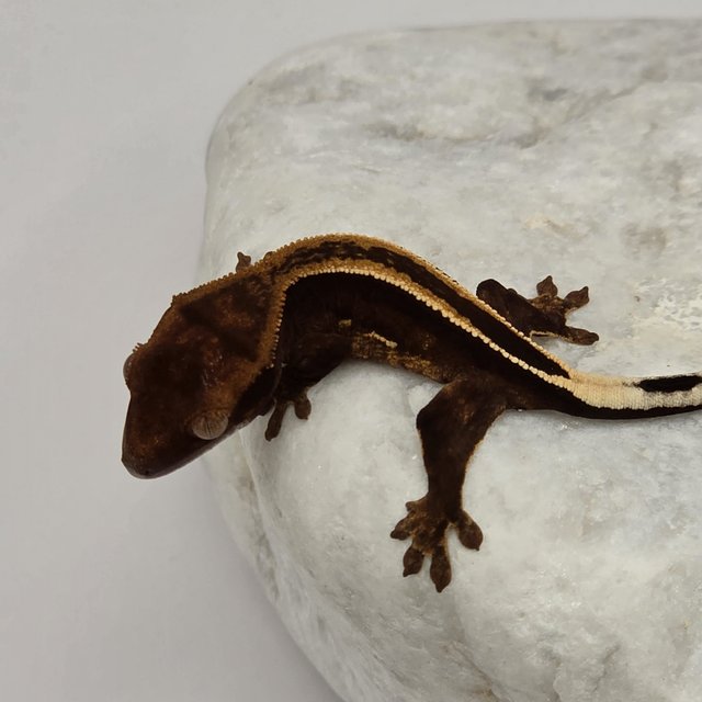 다크 풀핀 슈퍼스트라이프 엠티백