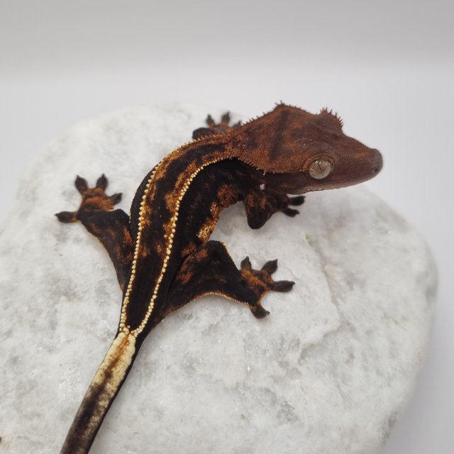 로키 다크 풀핀 슈퍼스트라이프 엠티백