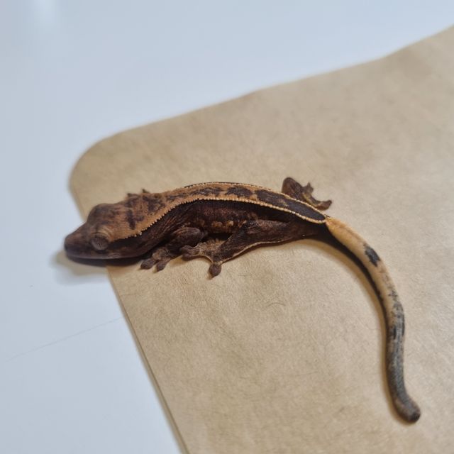 엠티백 풀핀