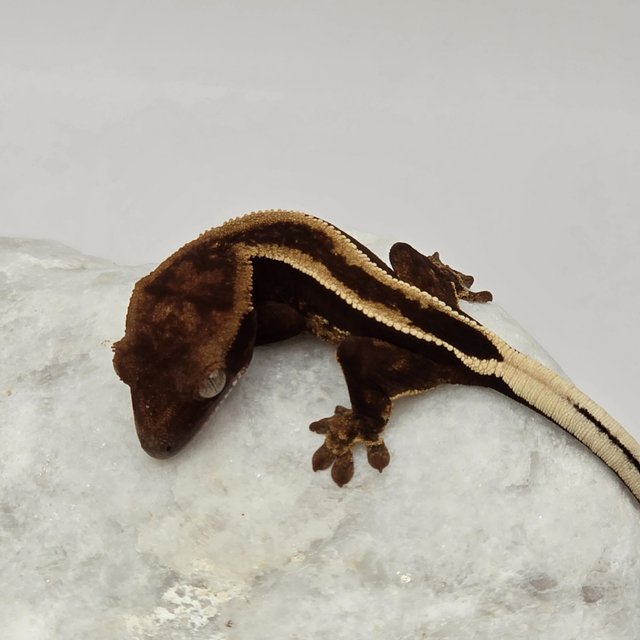 다크 풀핀 슈퍼스트라이프 엠티백