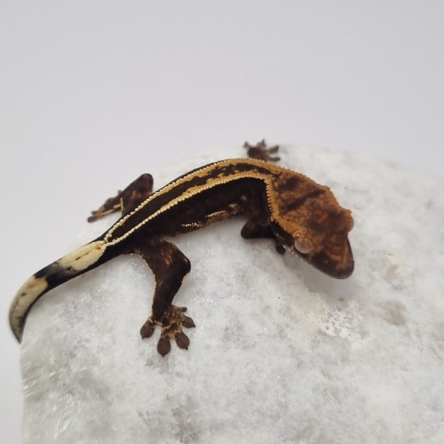 블랙 풀핀 슈퍼스트라이프 엠티백