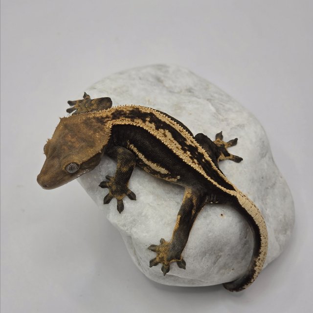 블랙 풀핀 쿼드 슈퍼스트라이프 엠티백