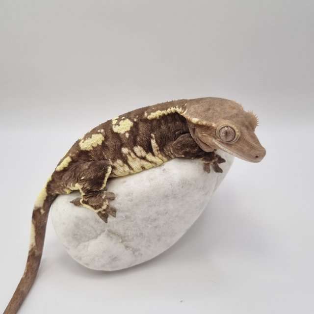 트라이 카푸치노