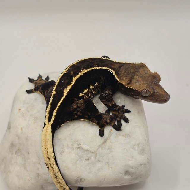 다크 풀핀 엠티백