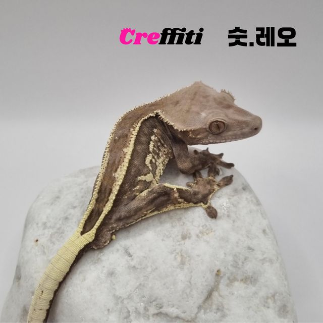 풀핀 엠티백 카푸치노