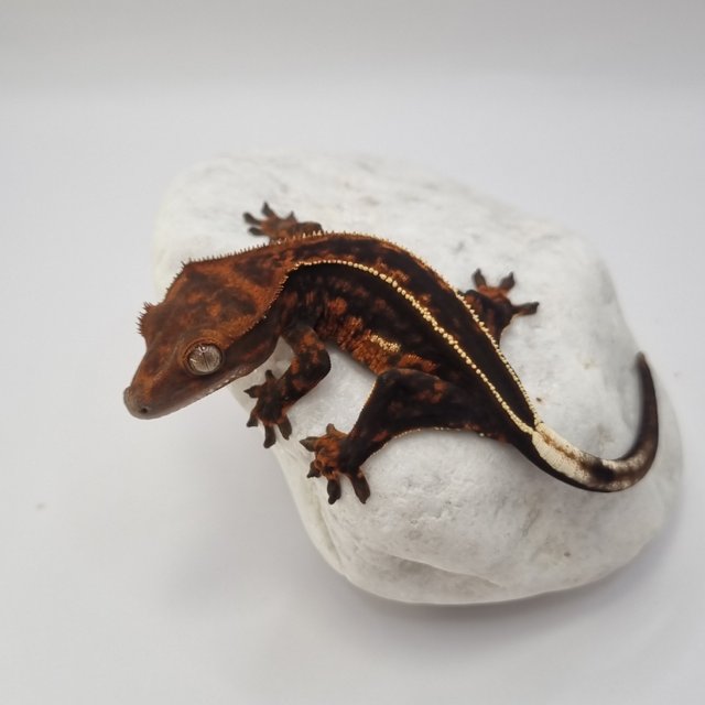 로키 다크 풀핀 슈퍼스트라이프 엠티백