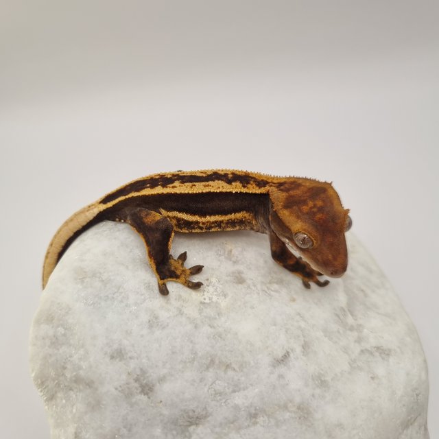 오닉스 블랙 풀핀 쿼드 슈퍼스트라이프 엠티백