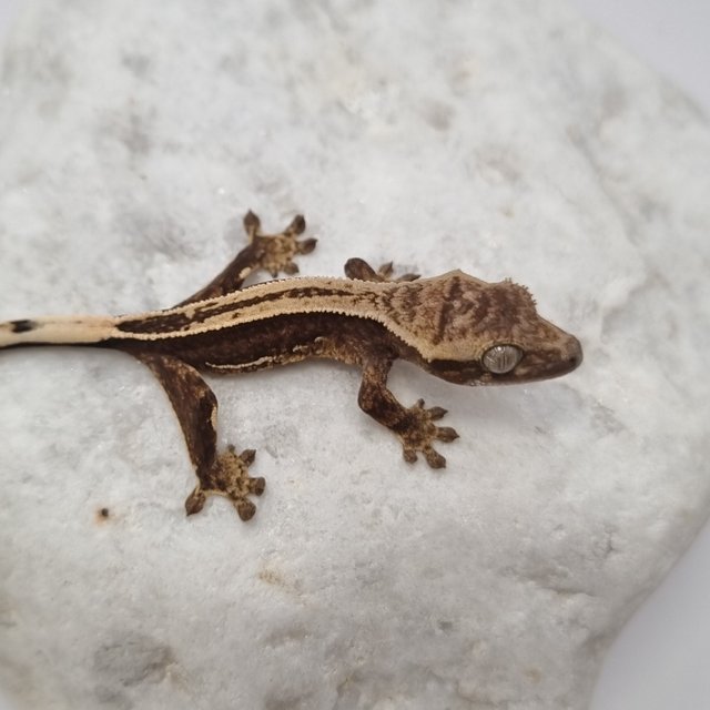 다크 풀핀 슈퍼스트라이프