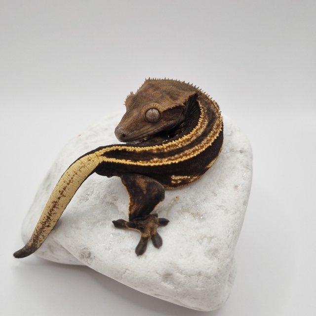 블랙 풀핀 슈퍼스트라이프 엠티백