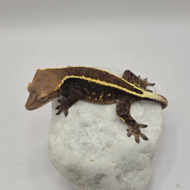 다크 풀핀 카푸치노