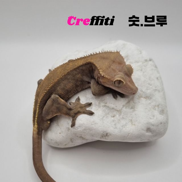 팬텀 카푸치노