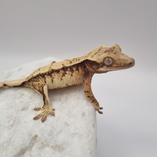 노멀 드리피 화이트스팟 익스트림할리퀸 화이트