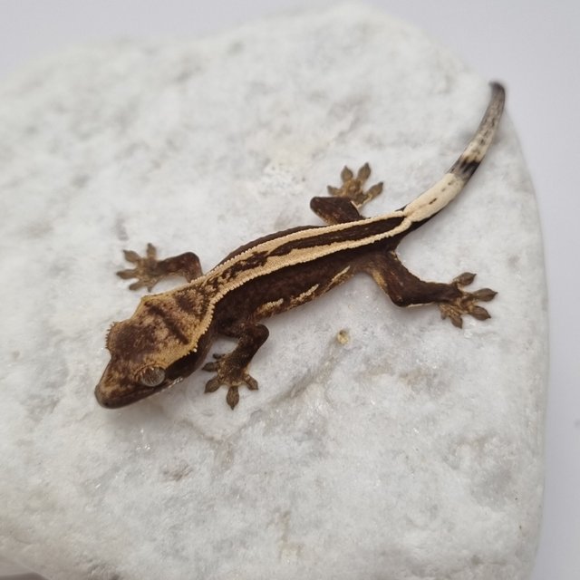 블랙 화이트 풀핀 슈퍼스트라이프 엠티백