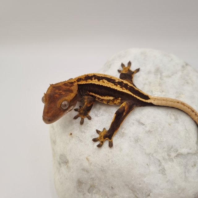 오닉스 블랙 풀핀 쿼드 슈퍼스트라이프 엠티백