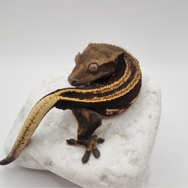 블랙 풀핀 슈퍼스트라이프 엠티백