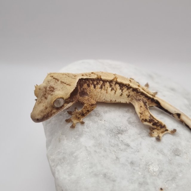 노멀 드리피 화이트스팟 익스트림할리퀸 화이트