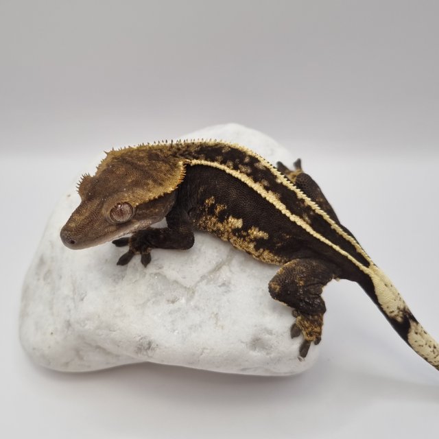 오닉스 다크 풀핀 엠티백