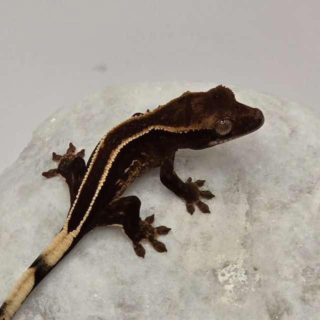 다크 풀핀 슈퍼스트라이프 엠티백