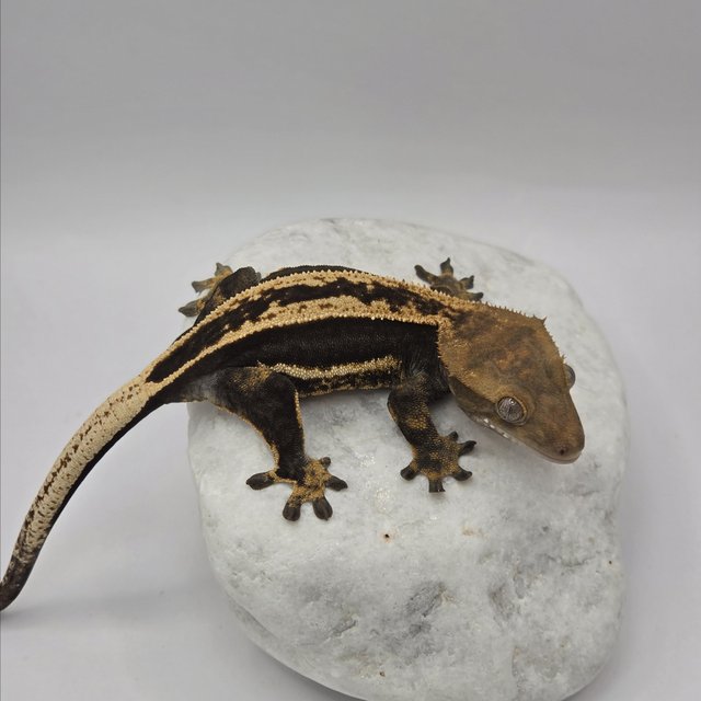 블랙 풀핀 쿼드 슈퍼스트라이프 엠티백