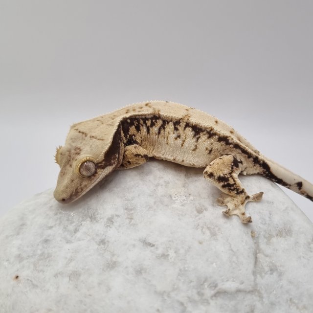 노멀 드리피 화이트스팟 익스트림할리퀸 화이트