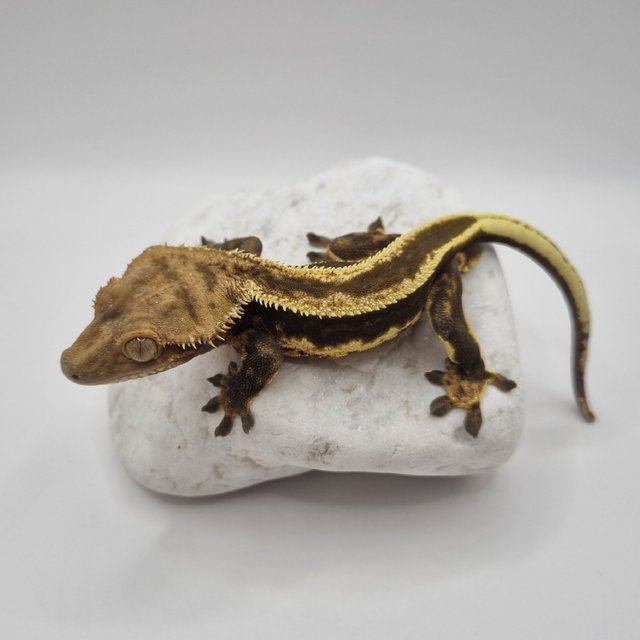 슈퍼스트라이프 엠티백 풀핀 다크 블랙