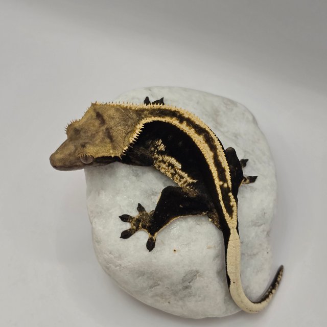 블랙 핀스트라이프 슈퍼스트라이프 엠티백