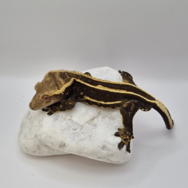 블랙 쿼드 풀핀 슈퍼스트라이프 엠티백