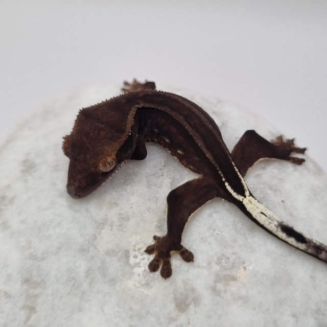 블랙 팬텀 화이트핀 슈퍼스트라이프 엠티백