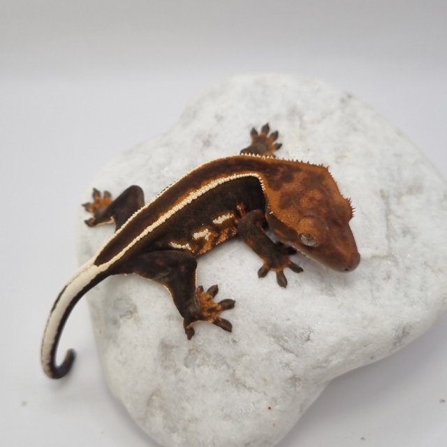 로키 다크 풀핀 슈퍼스트라이프 엠티백 화이트핀