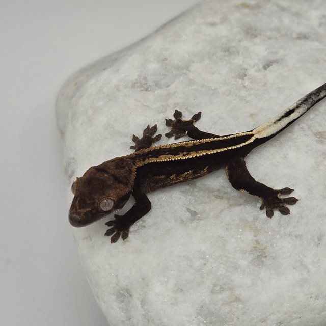 블랙 풀핀 슈퍼스트라이프 엠티백