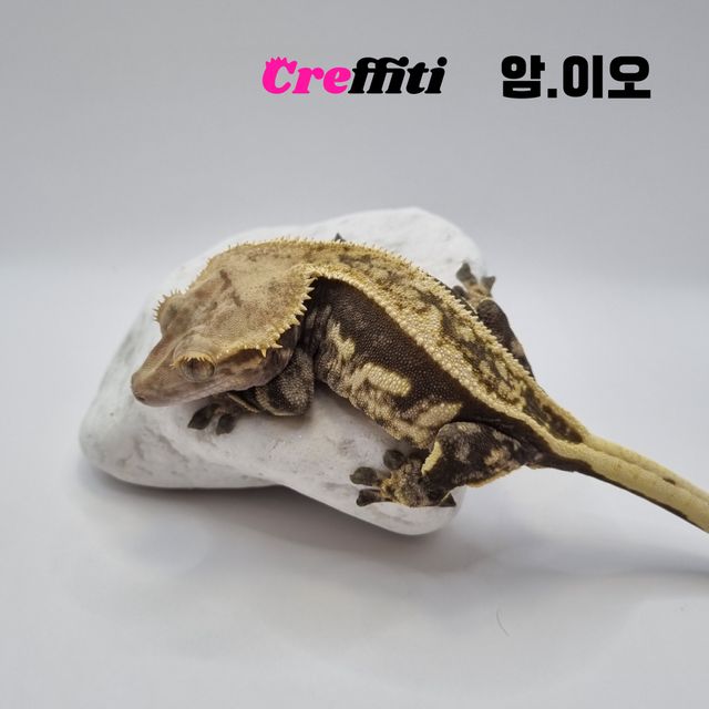 블랙 풀핀 쿼드 엠티백