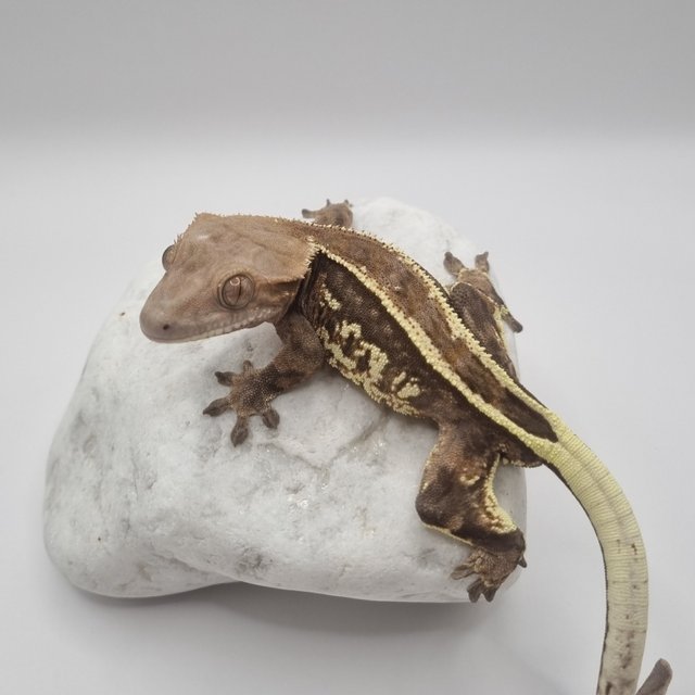 풀핀 엠티백 카푸치노