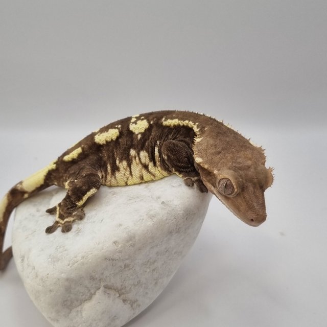 트라이 카푸치노