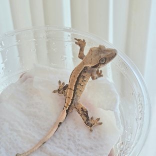 노멀 트라이 화이트스팟 화이트포트홀