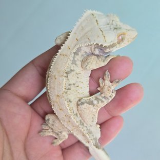 노멀 드리피 화이트스팟