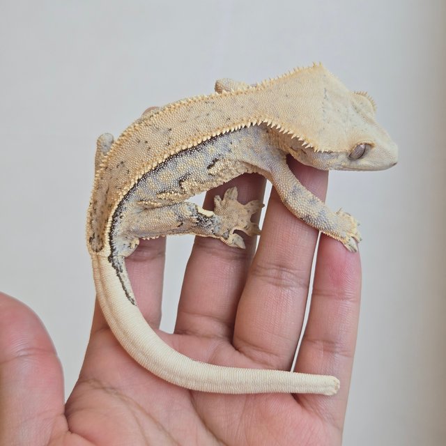 노멀 쿼드 화이트