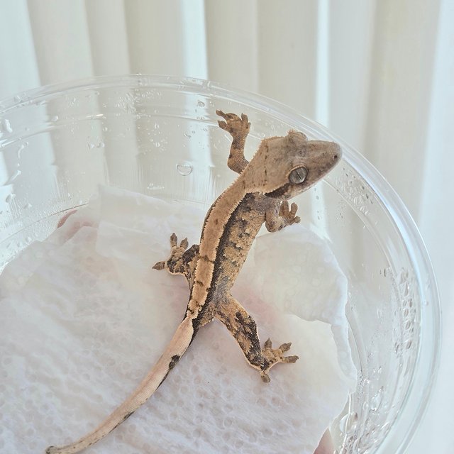 노멀 트라이 화이트스팟 화이트포트홀