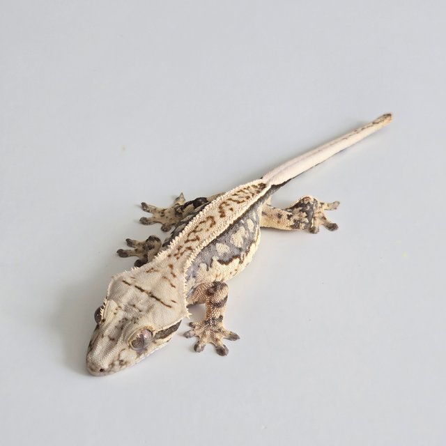 노멀 쿼드 풀핀 화이트