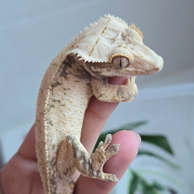 노멀 드리피 화이트스팟