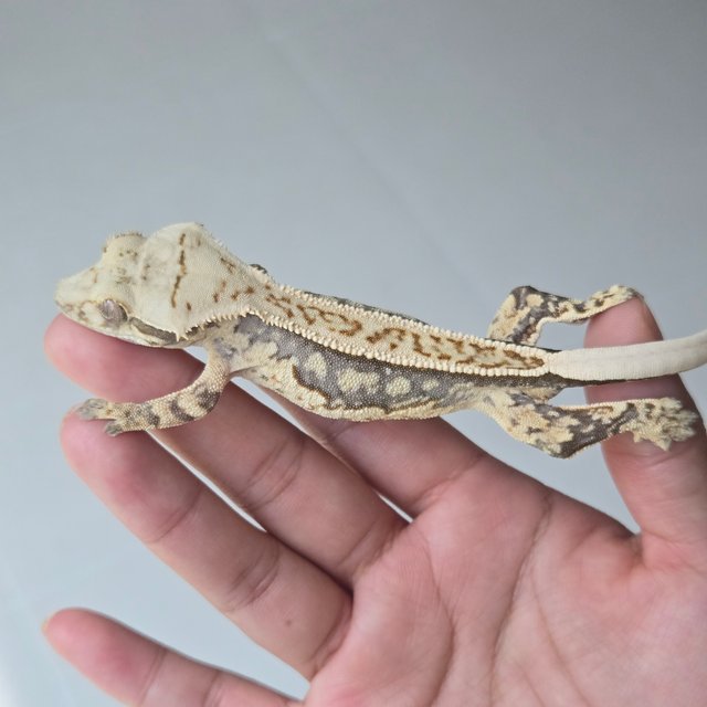 노멀 쿼드 풀핀 화이트