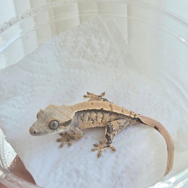 노멀 트라이 화이트스팟 화이트포트홀