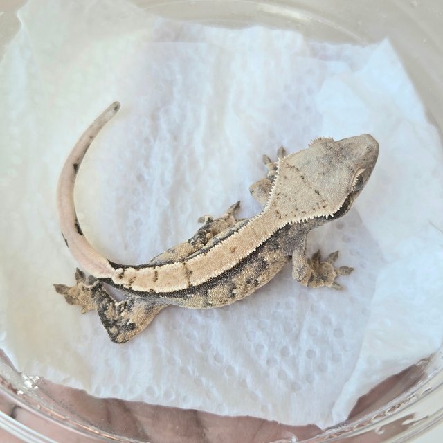 노멀 트라이 화이트스팟 화이트포트홀