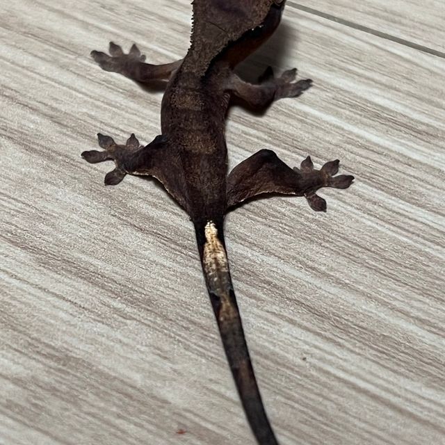 알티 챠콜